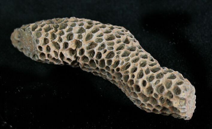 Fossil Tabulate Coral (Thamnopora) - Morocco #28541